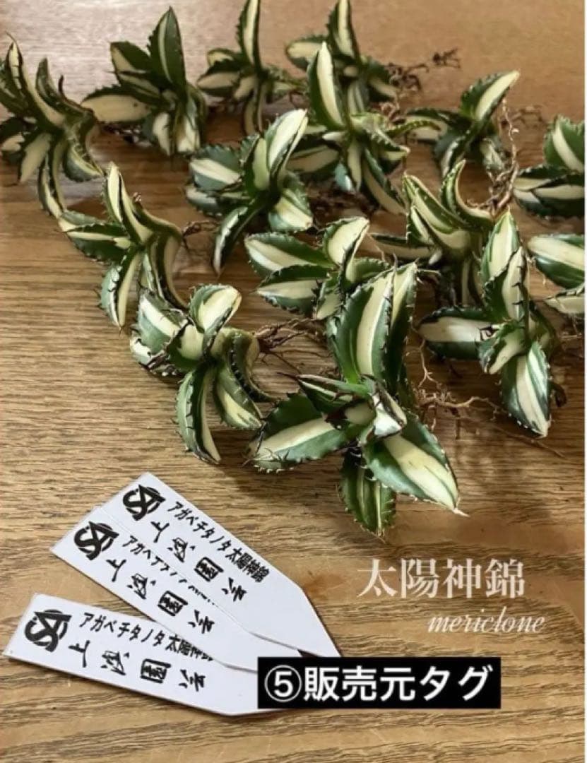 【8の日限定】③特選　アガベ　太陽神錦　白中斑　TC サービス品【速達発送】