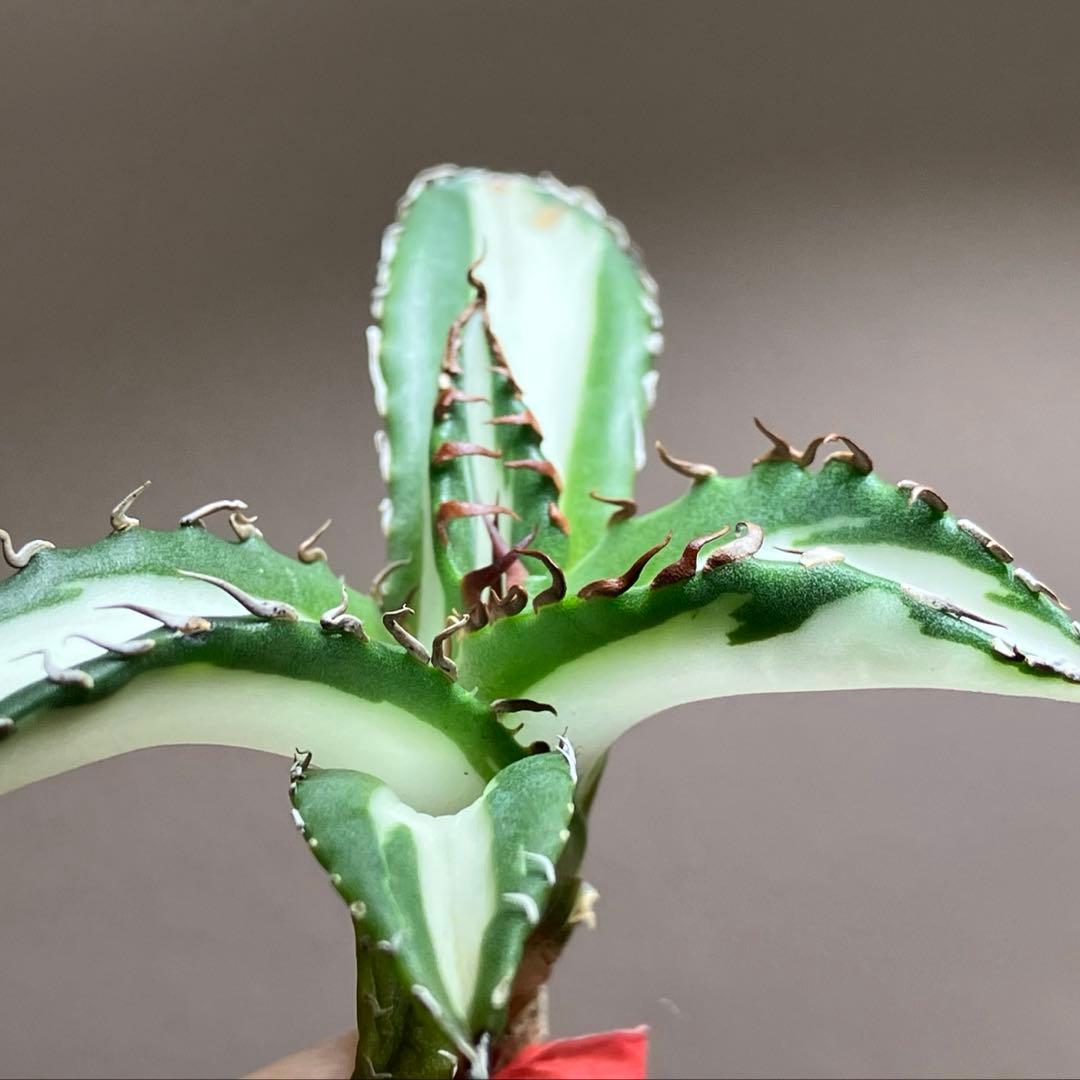 【8の日限定】③特選　アガベ　太陽神錦　白中斑　TC サービス品【速達発送】