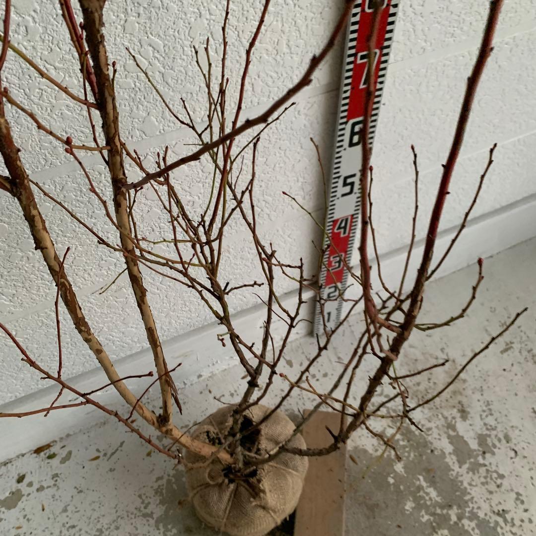 ピンクの実　ブルーベリー　ピンクレモネード　苗木/果樹苗/果物　89