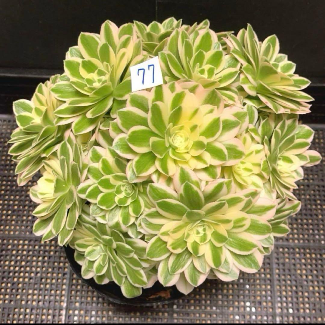 77#多肉植物❤️アエオニウム錦❤️ マイバッハ ❤️ 25大頭25cm钵土付き出荷