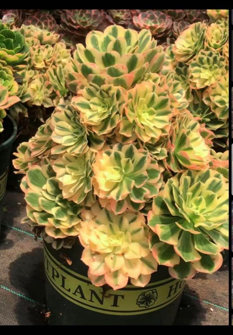 77#多肉植物❤️アエオニウム錦❤️ マイバッハ ❤️ 25大頭25cm钵土付き出荷