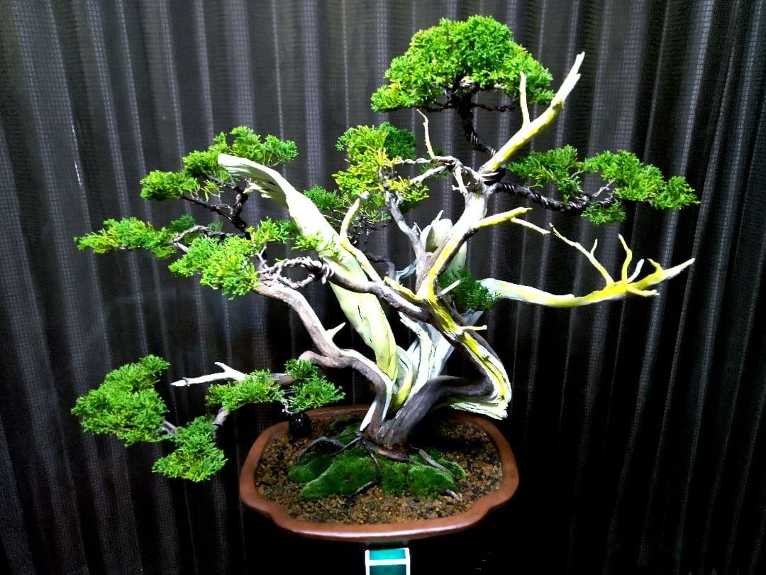 【大品 糸魚川真柏盆栽】　　　　　　　　　 ⭕お見事⁉️ 創作TANUKI❗