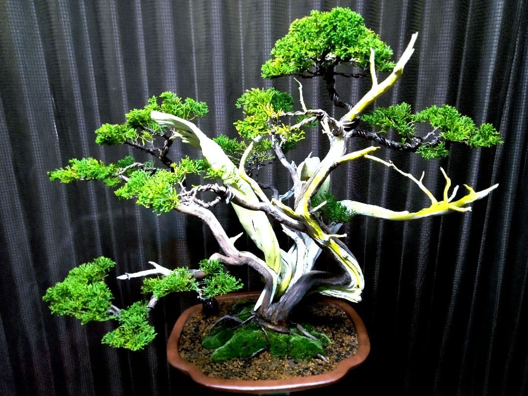 【大品 糸魚川真柏盆栽】　　　　　　　　　 ⭕お見事⁉️ 創作TANUKI❗