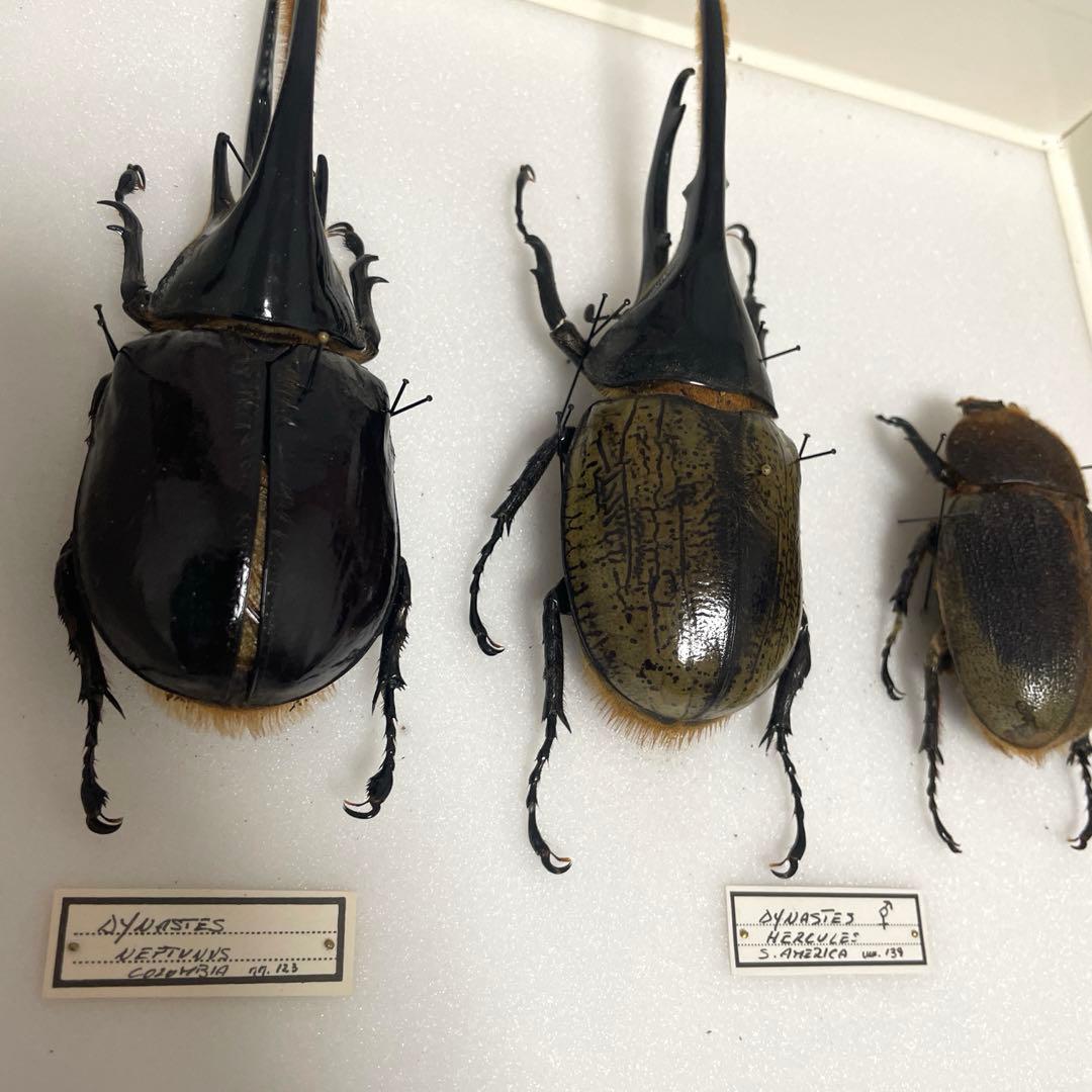 カブトムシ標本 6匹セット フレーム付き