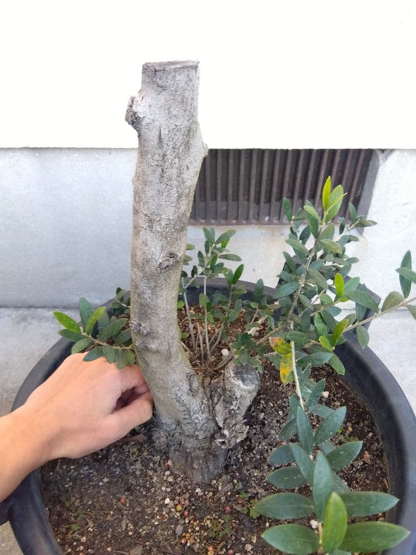 オリーブ　盆栽　古木　オールド株　セントキャサリン　12号鉢つき　さ