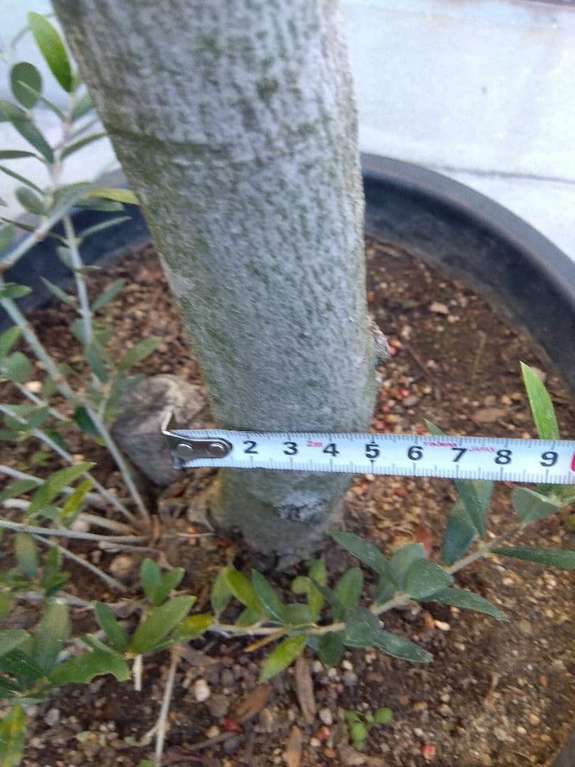 オリーブ　盆栽　古木　オールド株　セントキャサリン　12号鉢つき　さ