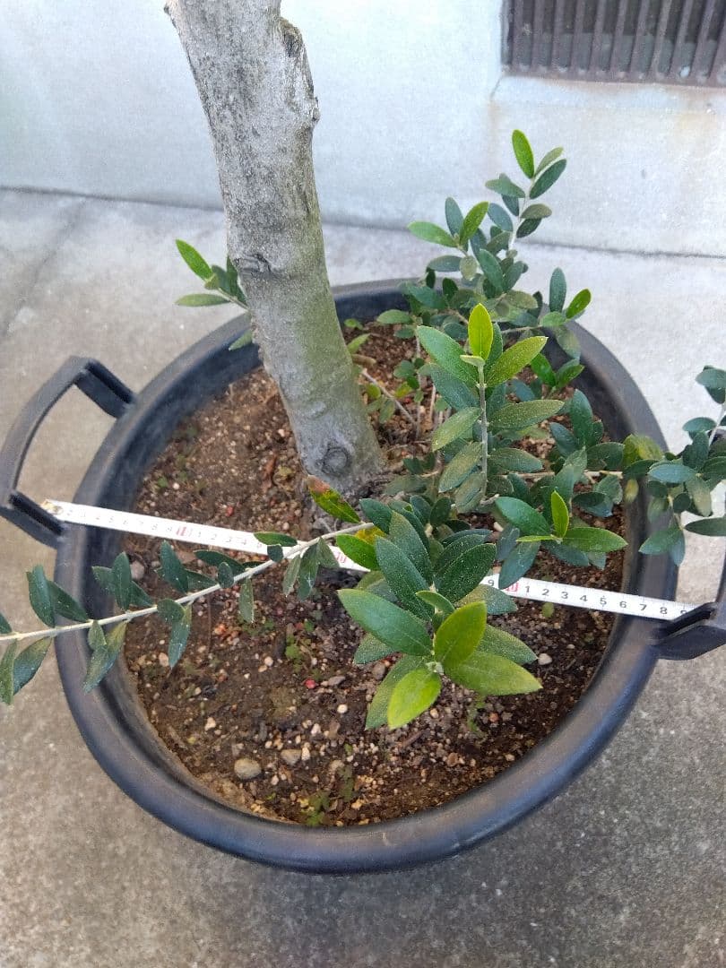 オリーブ　盆栽　古木　オールド株　セントキャサリン　12号鉢つき　さ