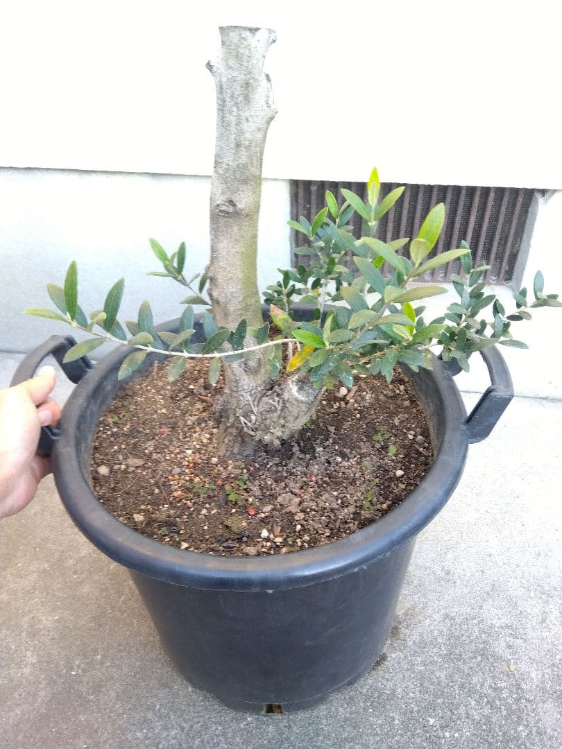 オリーブ　盆栽　古木　オールド株　セントキャサリン　12号鉢つき　さ