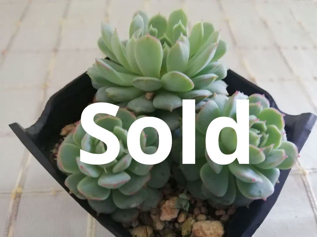 多肉植物　エケベリアsp  韓国苗