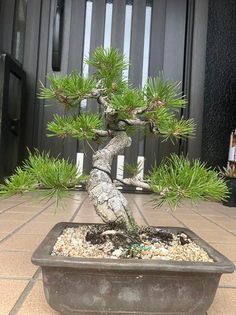 ◉黒松盆栽　究極の逸品　樹形の美しい模様木　★究極の逸品！大幅値下げ2/15日迄