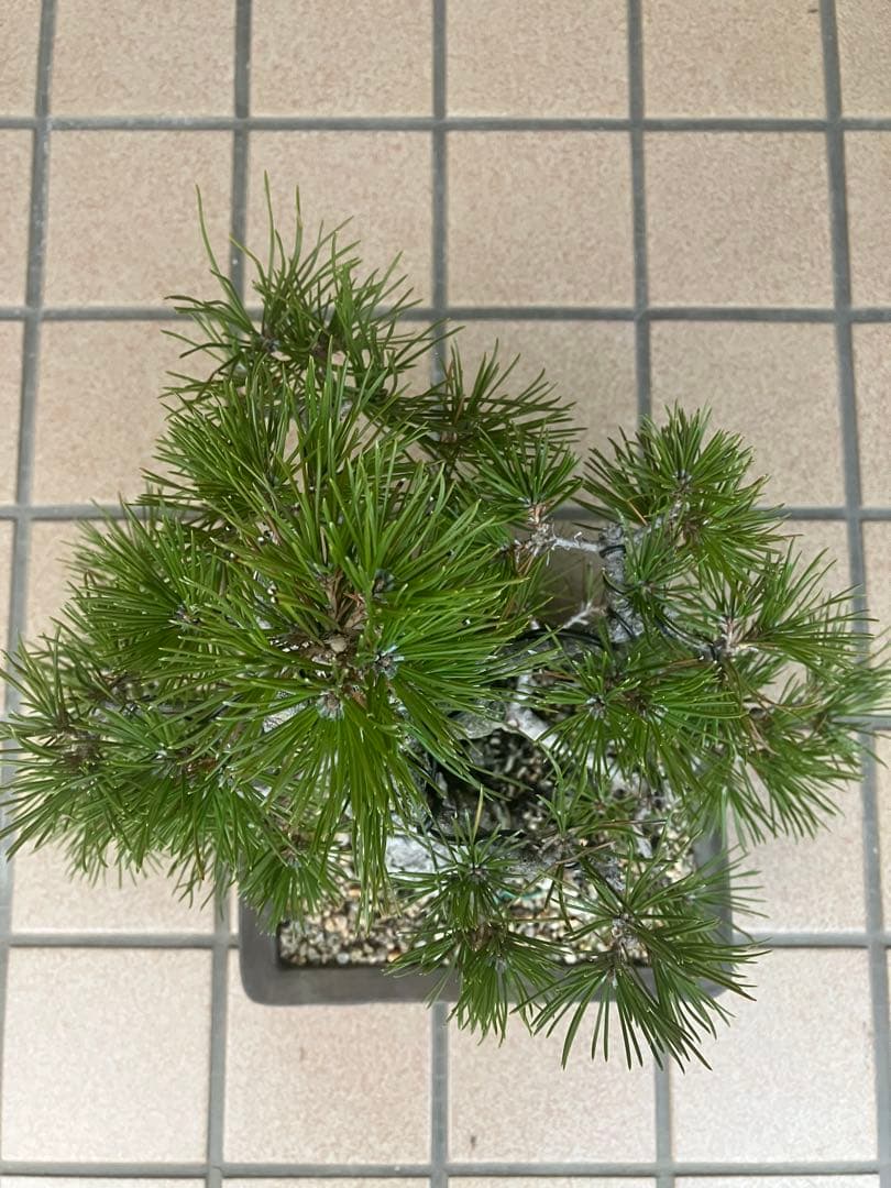 ◉黒松盆栽　究極の逸品　樹形の美しい模様木　★究極の逸品！大幅値下げ2/15日迄