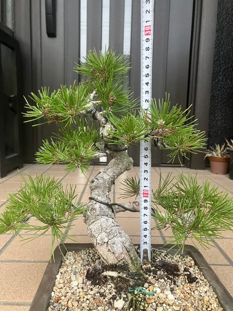 ◉黒松盆栽　究極の逸品　樹形の美しい模様木　★究極の逸品！大幅値下げ2/15日迄