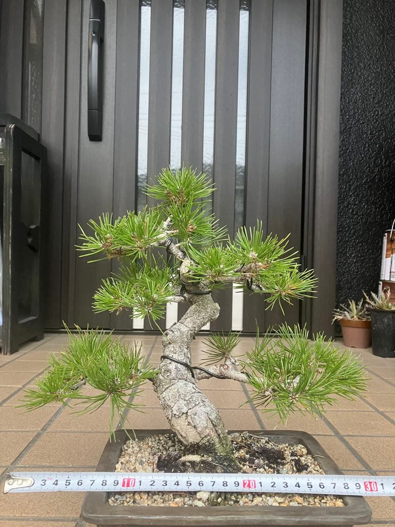 ◉黒松盆栽　究極の逸品　樹形の美しい模様木　★究極の逸品！大幅値下げ2/15日迄