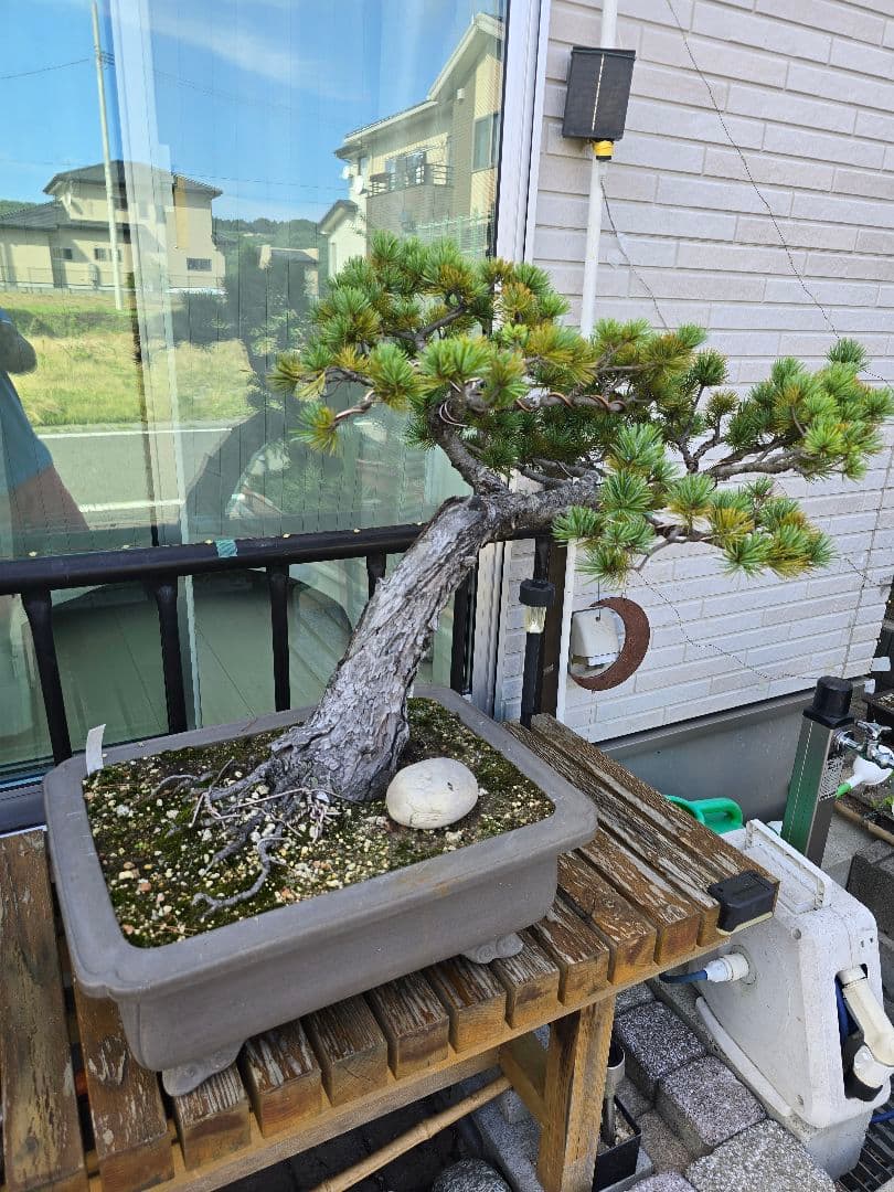 五葉松　盆栽