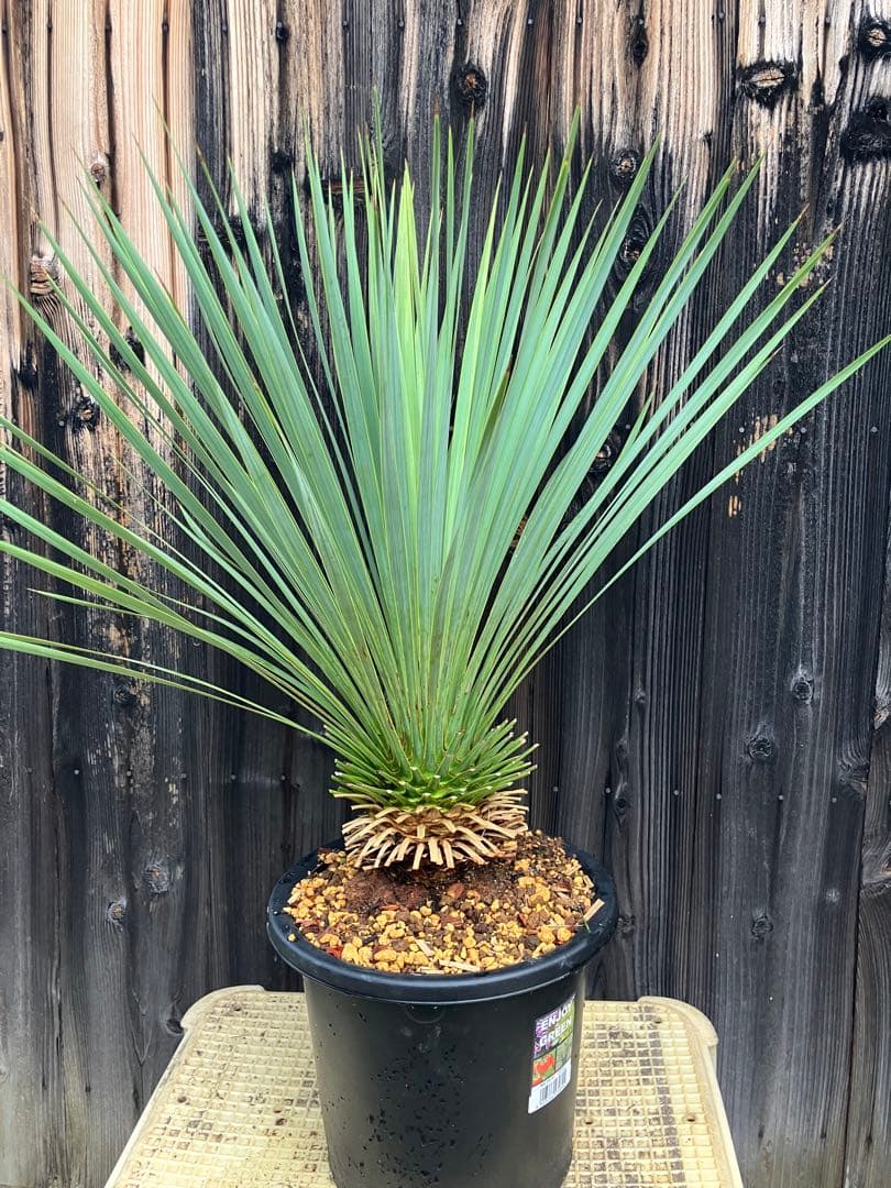 おたまじゃくし　ユッカ ロストラータ　実生2 鉢付き