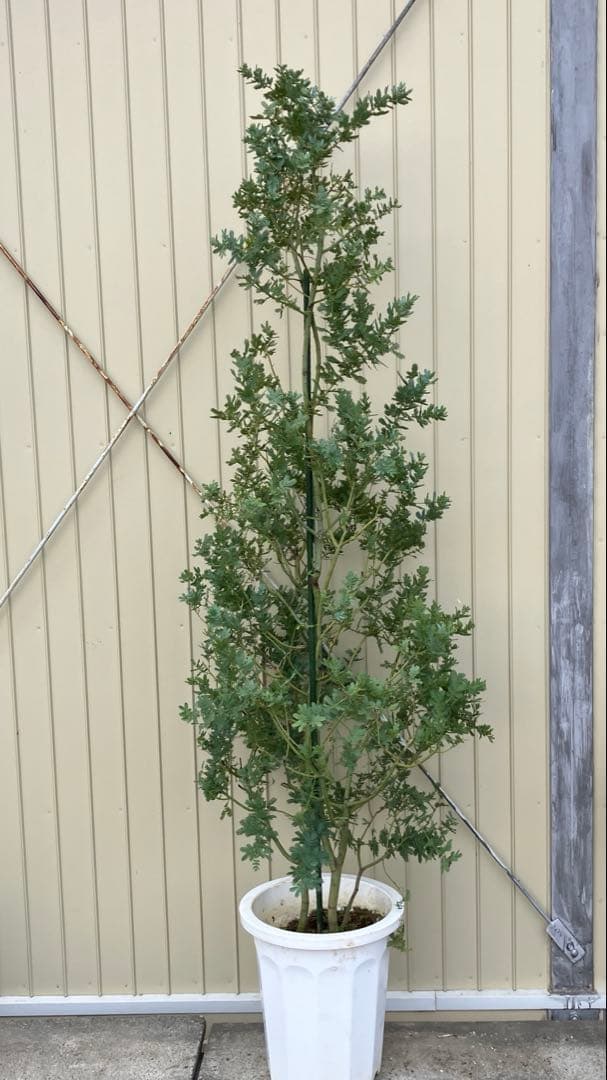 ミモザアカシア　銀葉アカシア