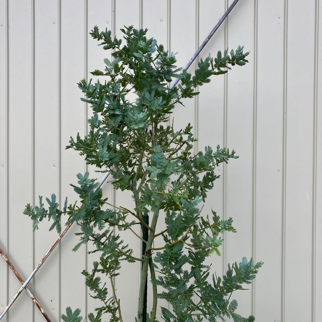 ミモザアカシア　銀葉アカシア