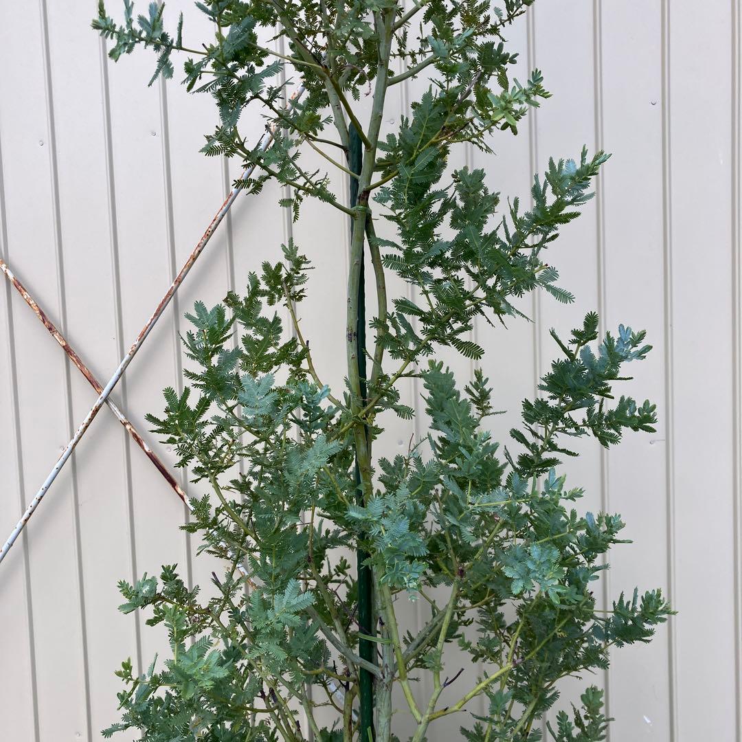 ミモザアカシア　銀葉アカシア