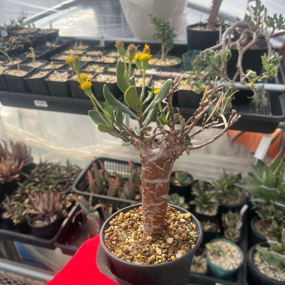 オトンナ　ロバタ　当方で２夏越済　鉢ごと発送