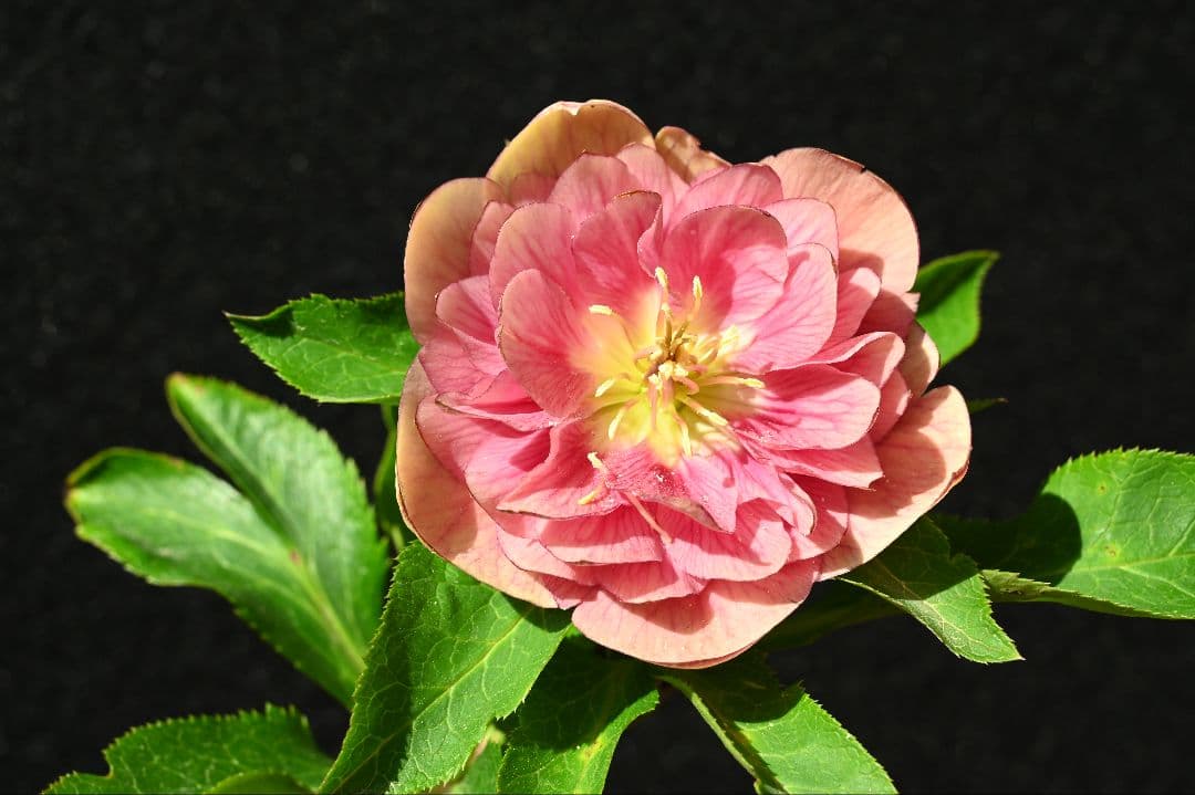 クリスマスローズ　認定フレグランス　加藤農園