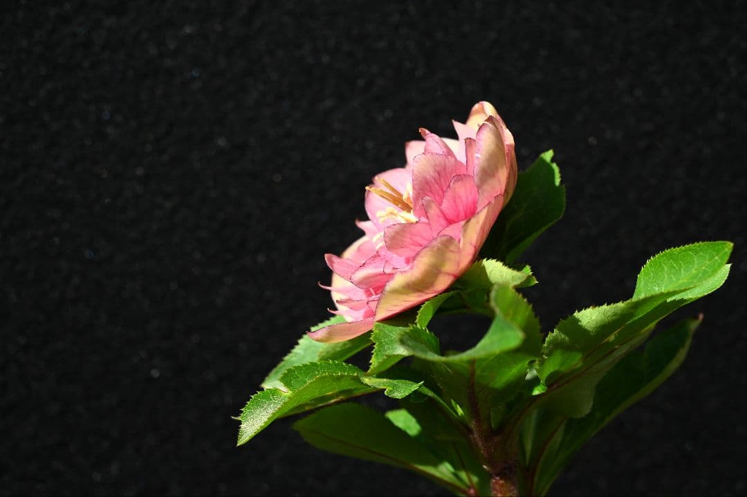 クリスマスローズ　認定フレグランス　加藤農園