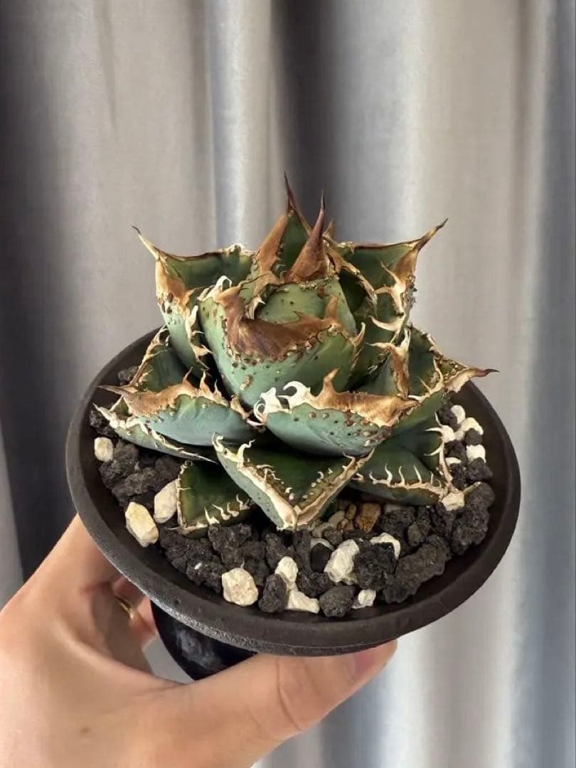 アガベ チタノタ 麻花龍 子株