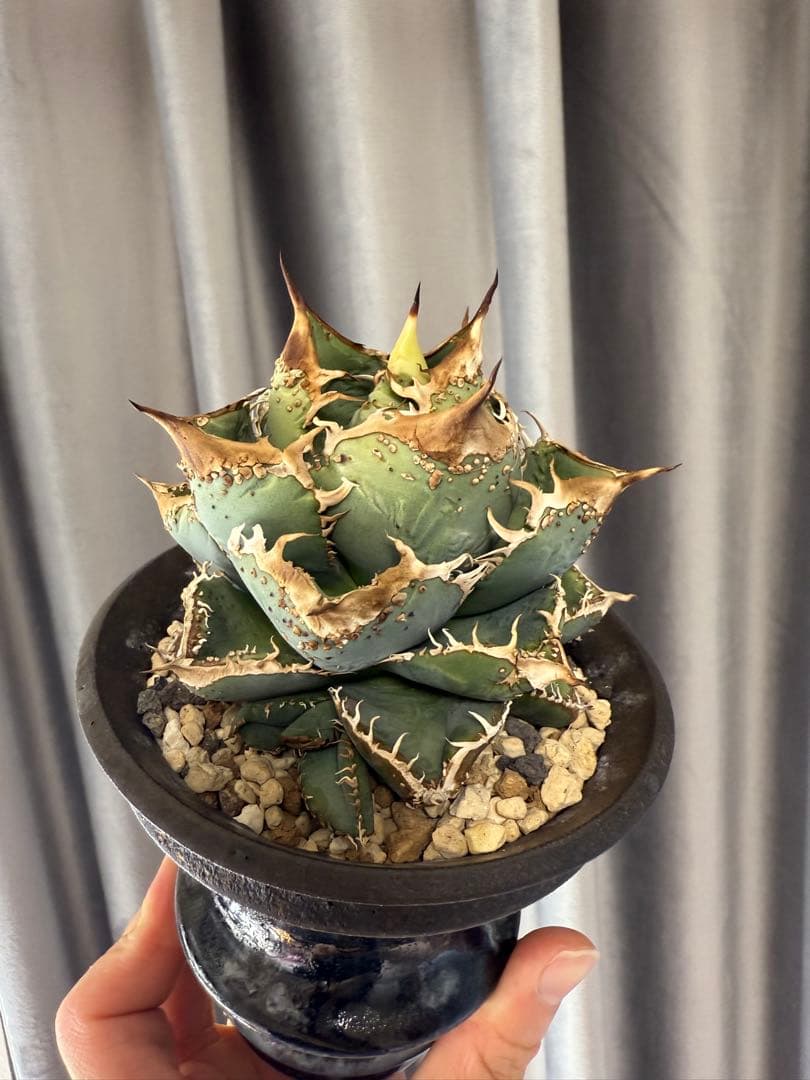 アガベ チタノタ 麻花龍 子株