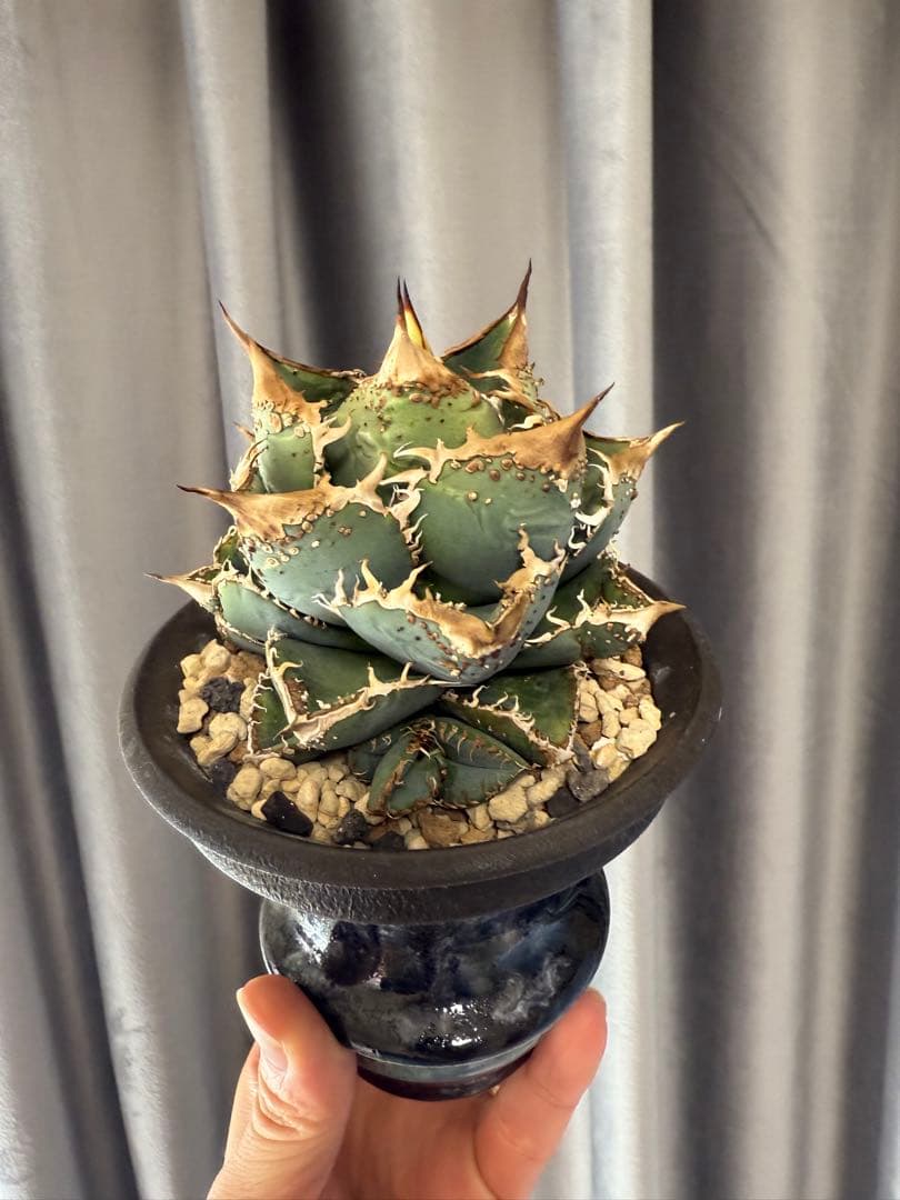 アガベ チタノタ 麻花龍 子株