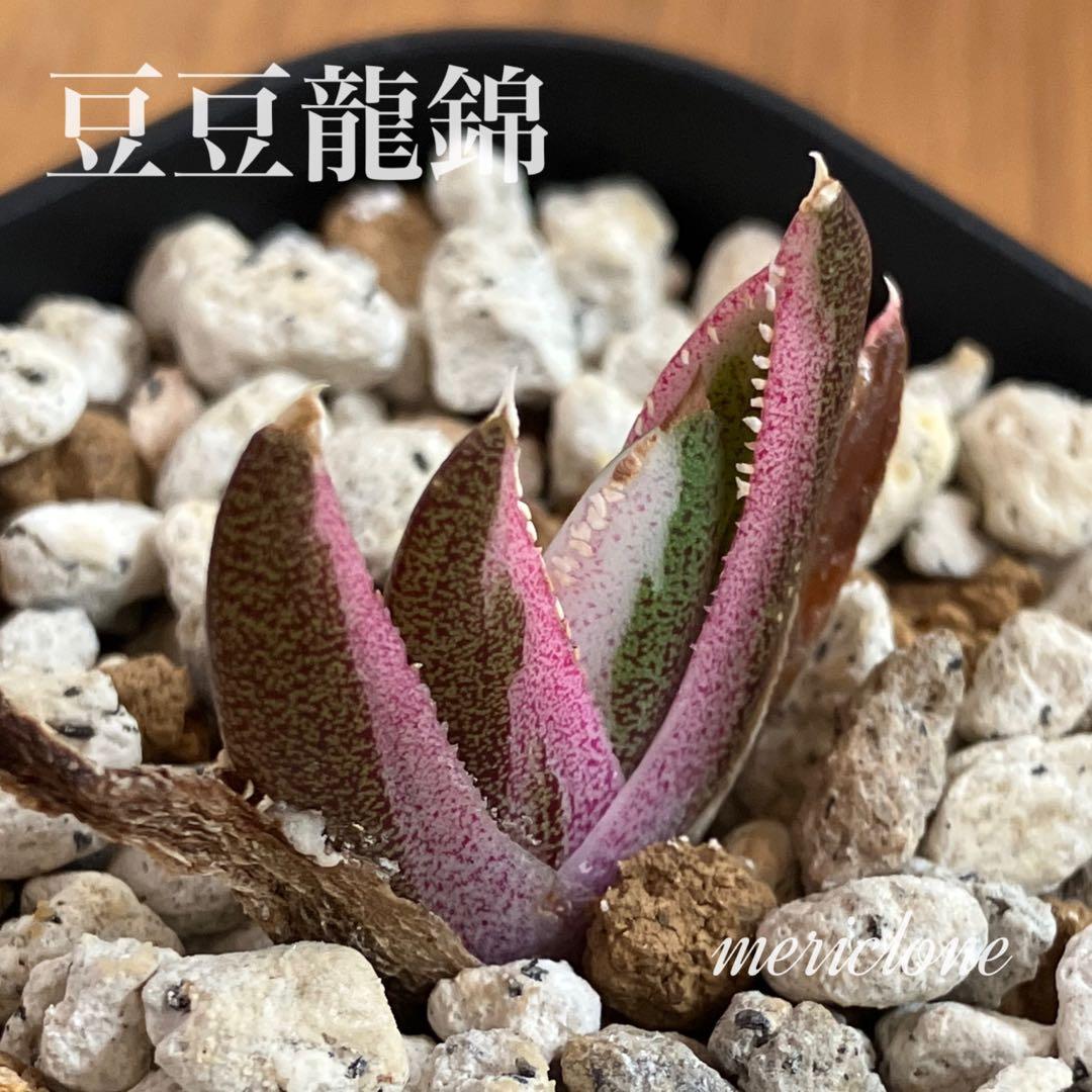 【鉢ごと発送】②希少　発根済　安定株　アガべ　チタノタ　豆豆龍錦　TC 白覆輪