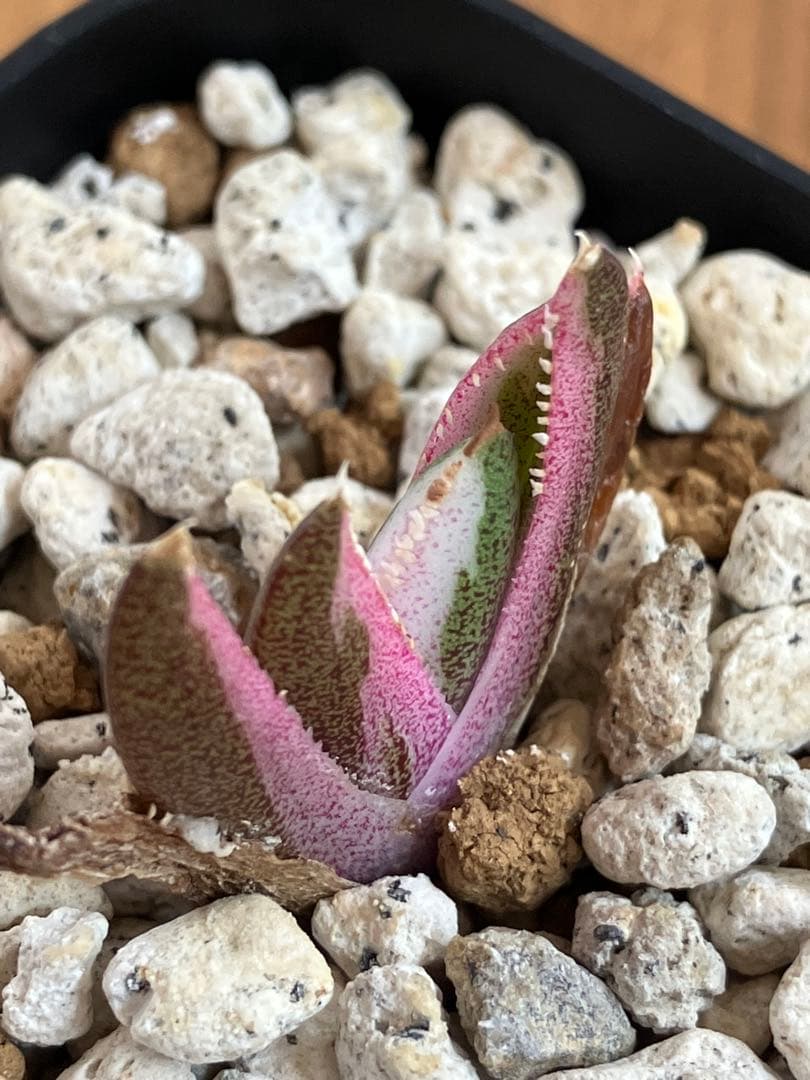 【鉢ごと発送】②希少　発根済　安定株　アガべ　チタノタ　豆豆龍錦　TC 白覆輪