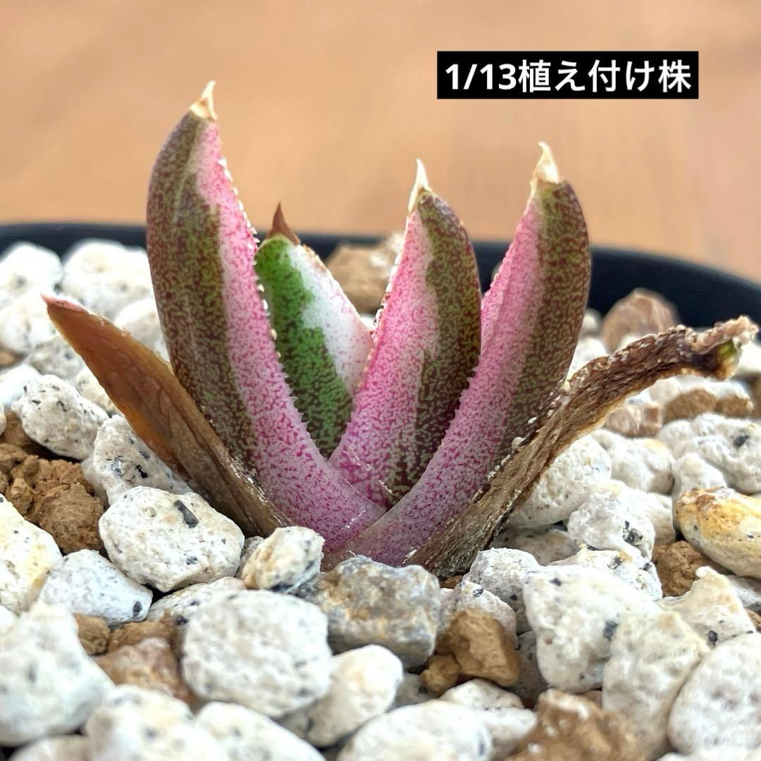 【鉢ごと発送】②希少　発根済　安定株　アガべ　チタノタ　豆豆龍錦　TC 白覆輪