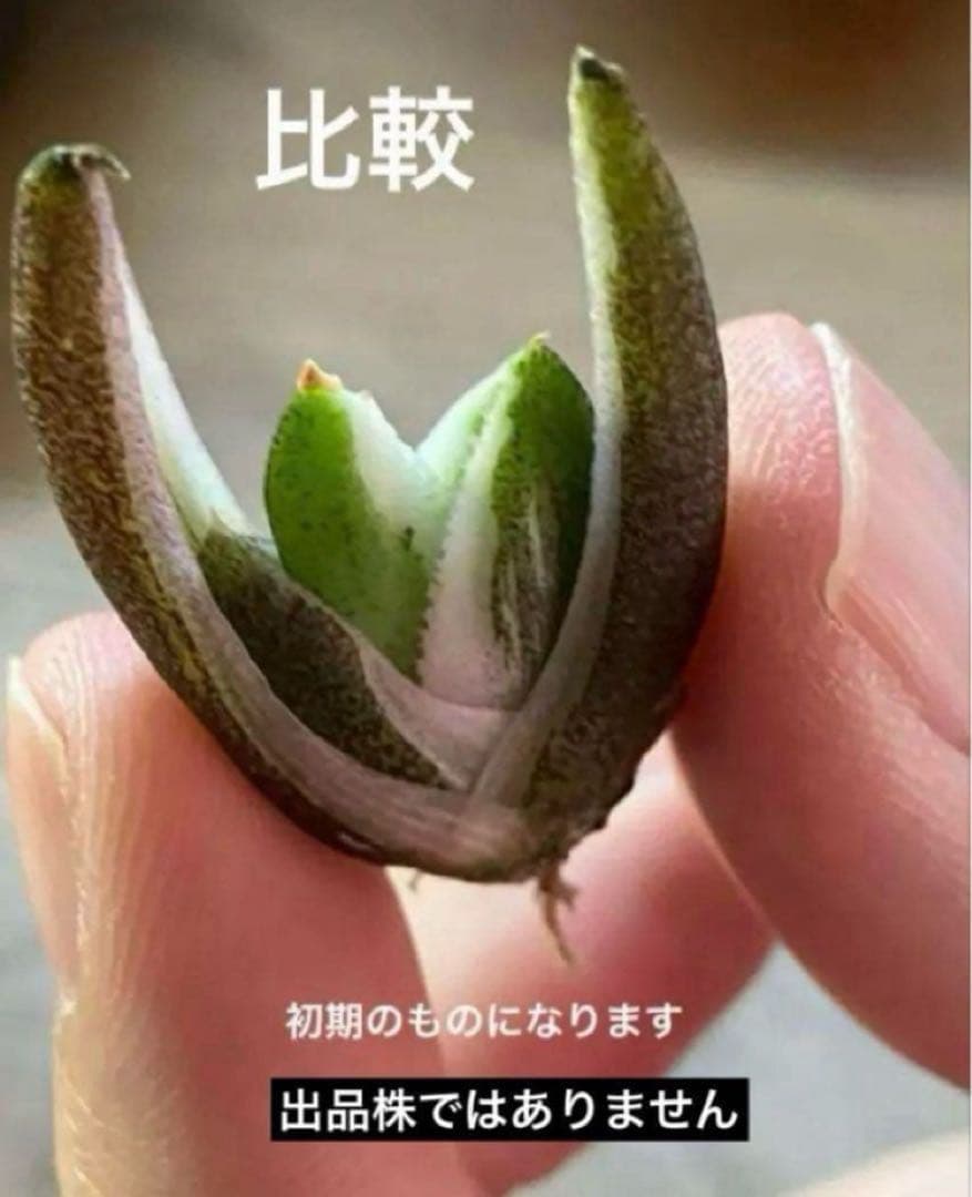 【鉢ごと発送】②希少　発根済　安定株　アガべ　チタノタ　豆豆龍錦　TC 白覆輪