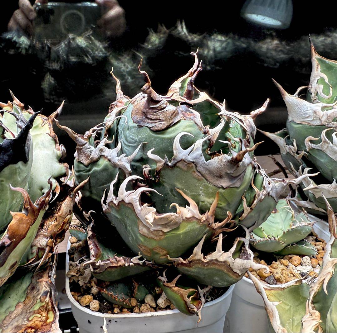 【チタノタ悪魔系統】アガベオテロイ子株 検)ディアボロ悪魔君 スーパーチタノタ