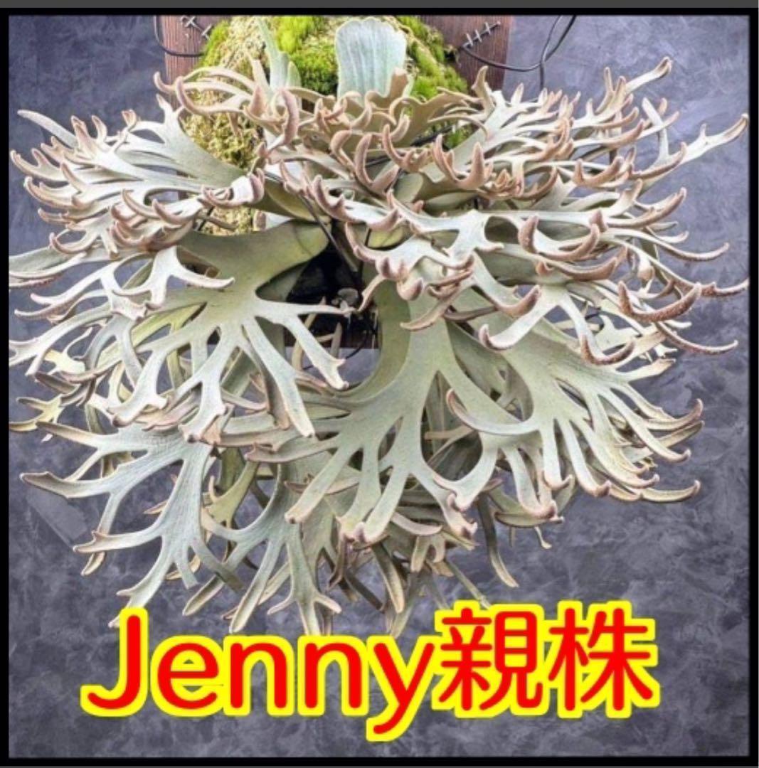 【ビカクシダ】ジェニー(P. willinckii \