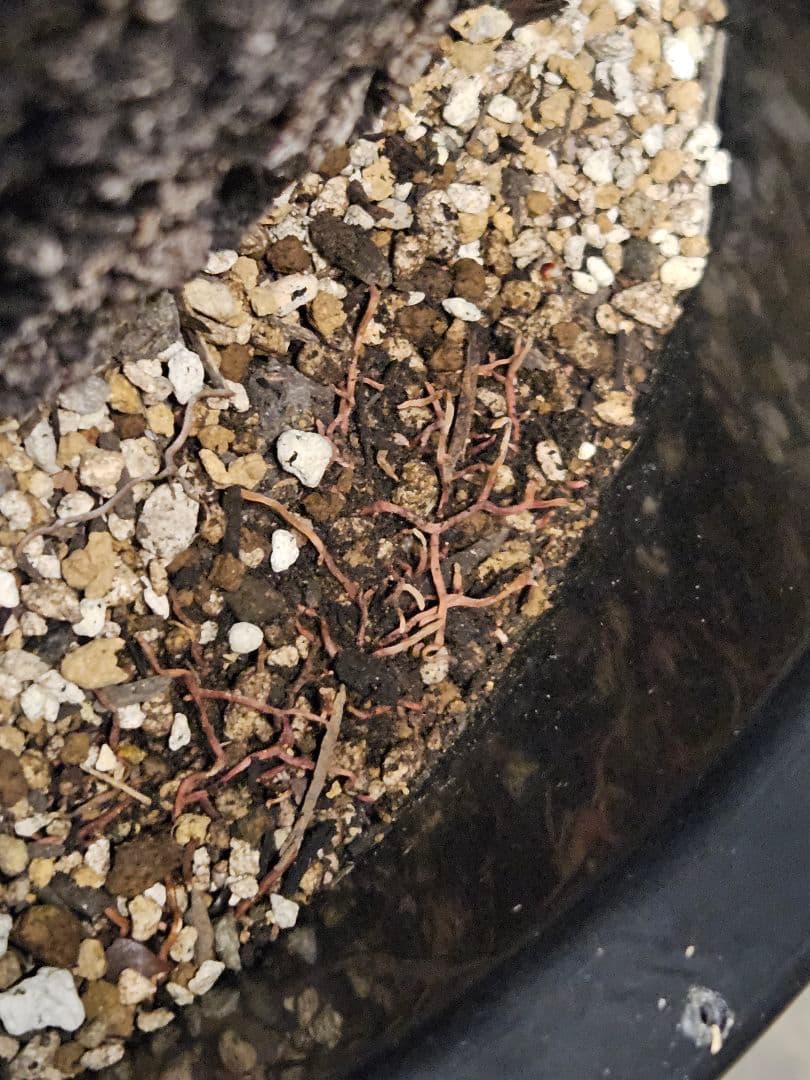 ユッカカルネロサーナ