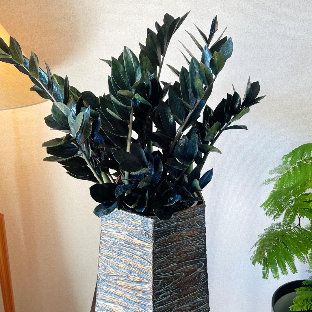 【超希少！このボリュームは出回らないです】ザミオクルカス レイブン