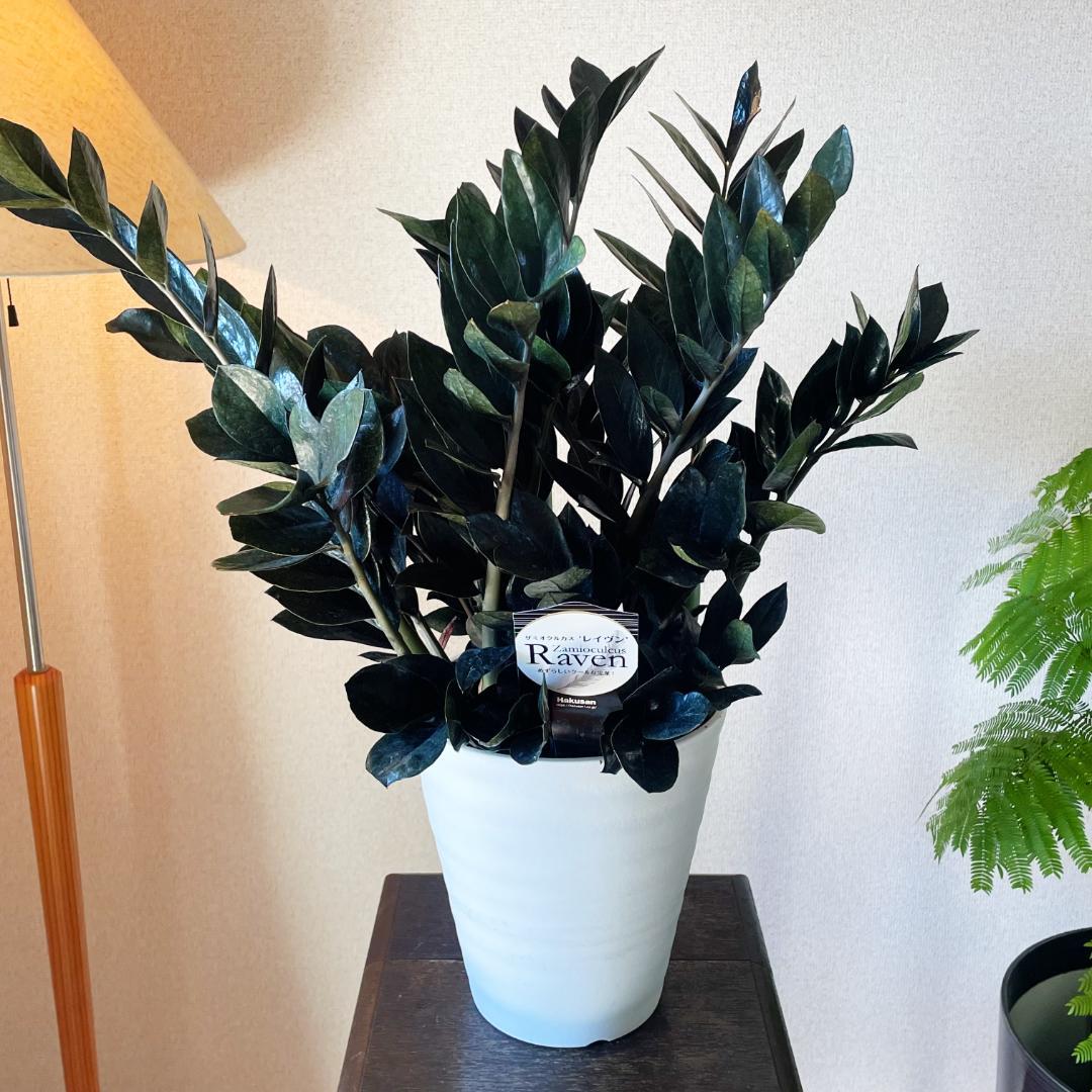 【超希少！このボリュームは出回らないです】ザミオクルカス レイブン