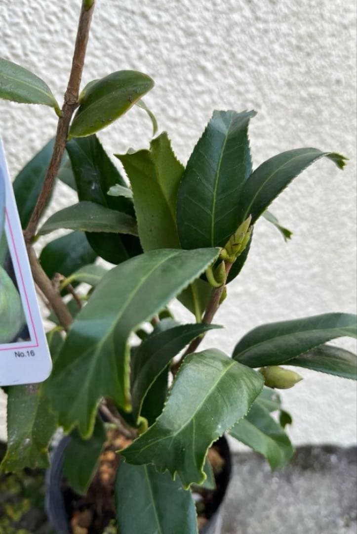 椿　紅ト伴(べにぼくはん）、白侘介金魚葉椿の2種2鉢　蕾沢山 宅急便そのまま発送