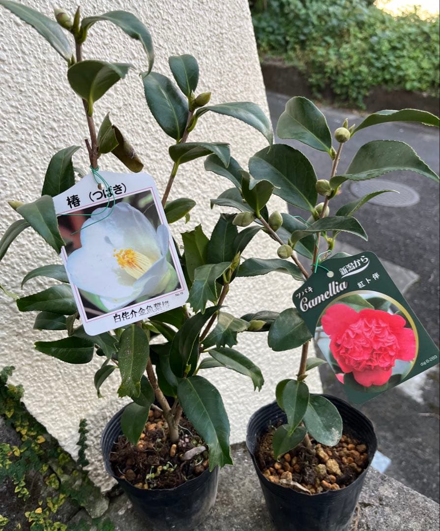 椿　紅ト伴(べにぼくはん）、白侘介金魚葉椿の2種2鉢　蕾沢山 宅急便そのまま発送