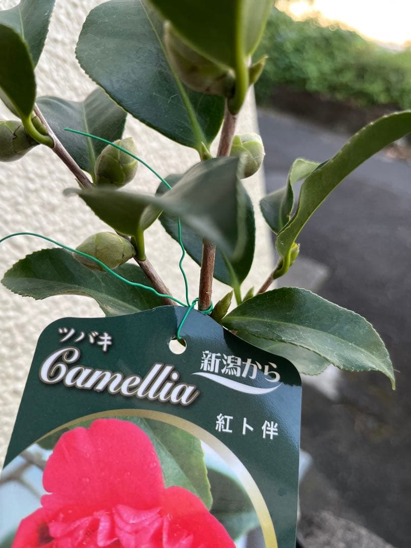 椿　紅ト伴(べにぼくはん）、白侘介金魚葉椿の2種2鉢　蕾沢山 宅急便そのまま発送