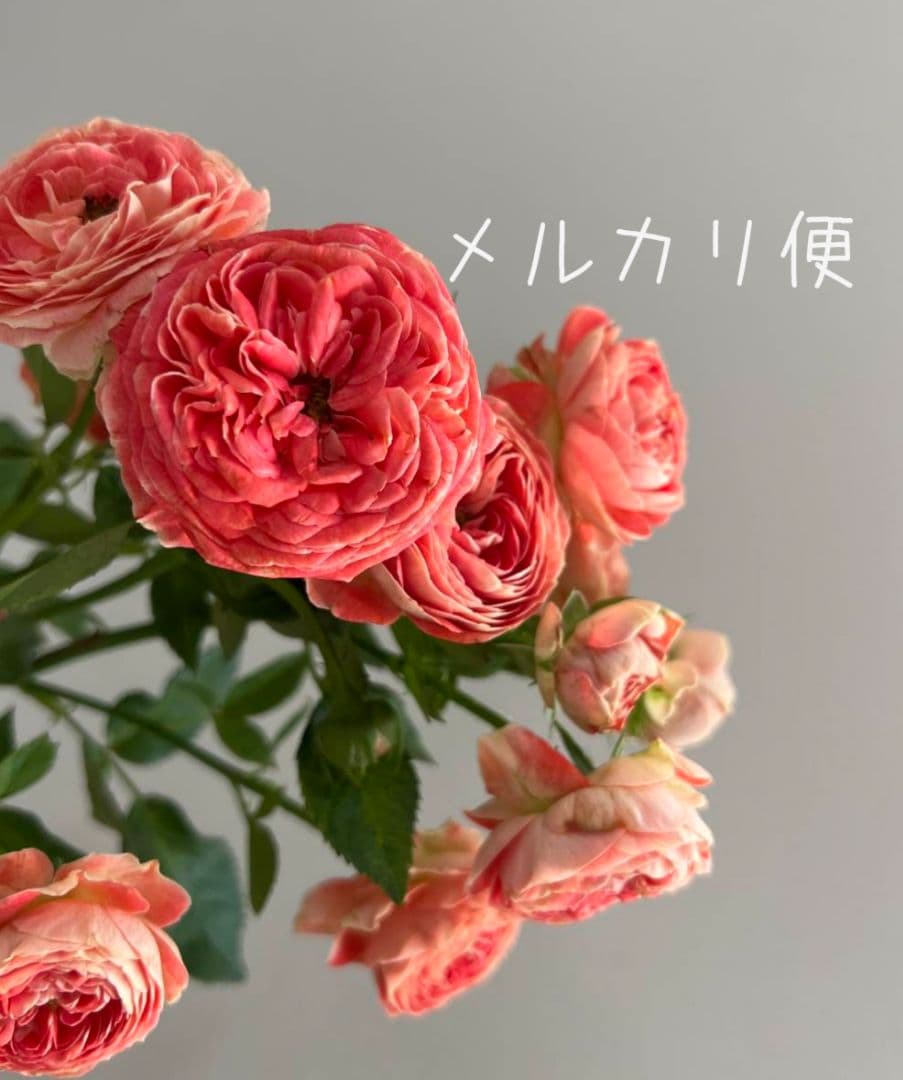 ❀マホさま❀　バラ　苗　切り花品種　スミ