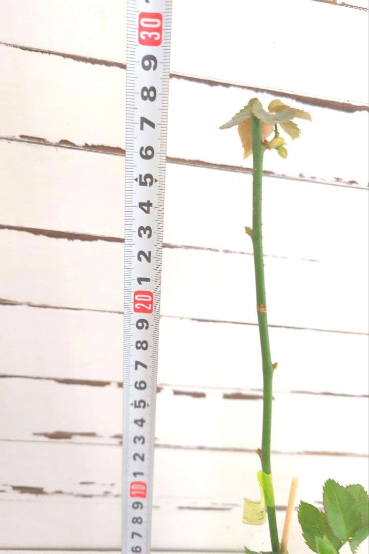 ❀マホさま❀　バラ　苗　切り花品種　スミ