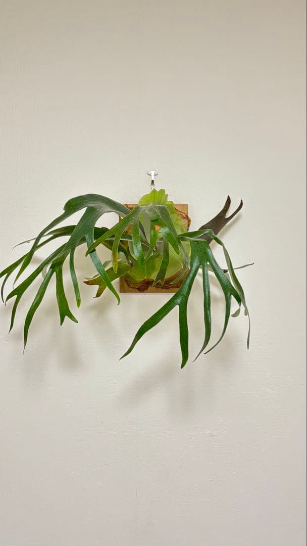 ビカクシダ　jibjib