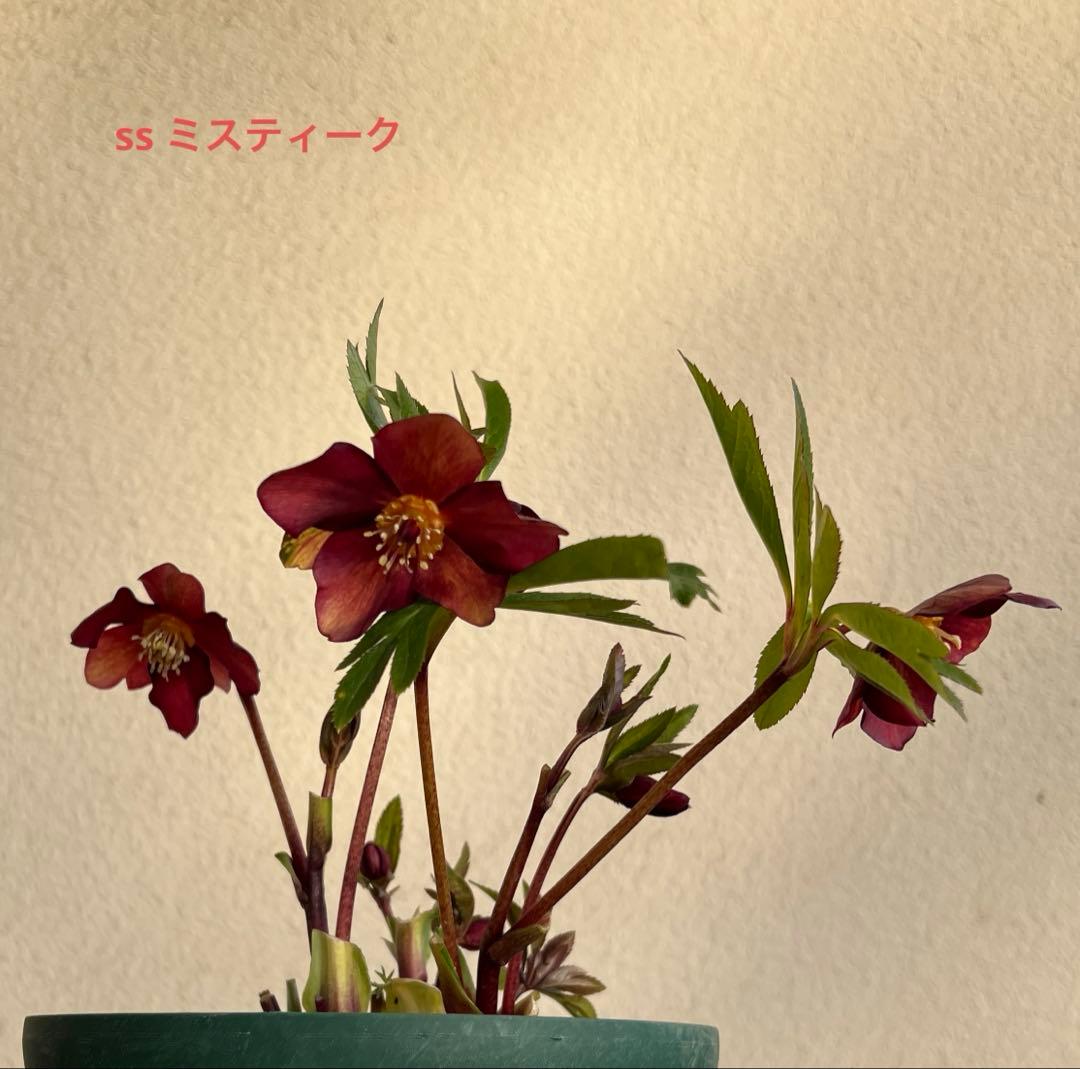 クリスマスローズ　ミスティーク　ss 大木ナーセリー　開花苗　6号鉢