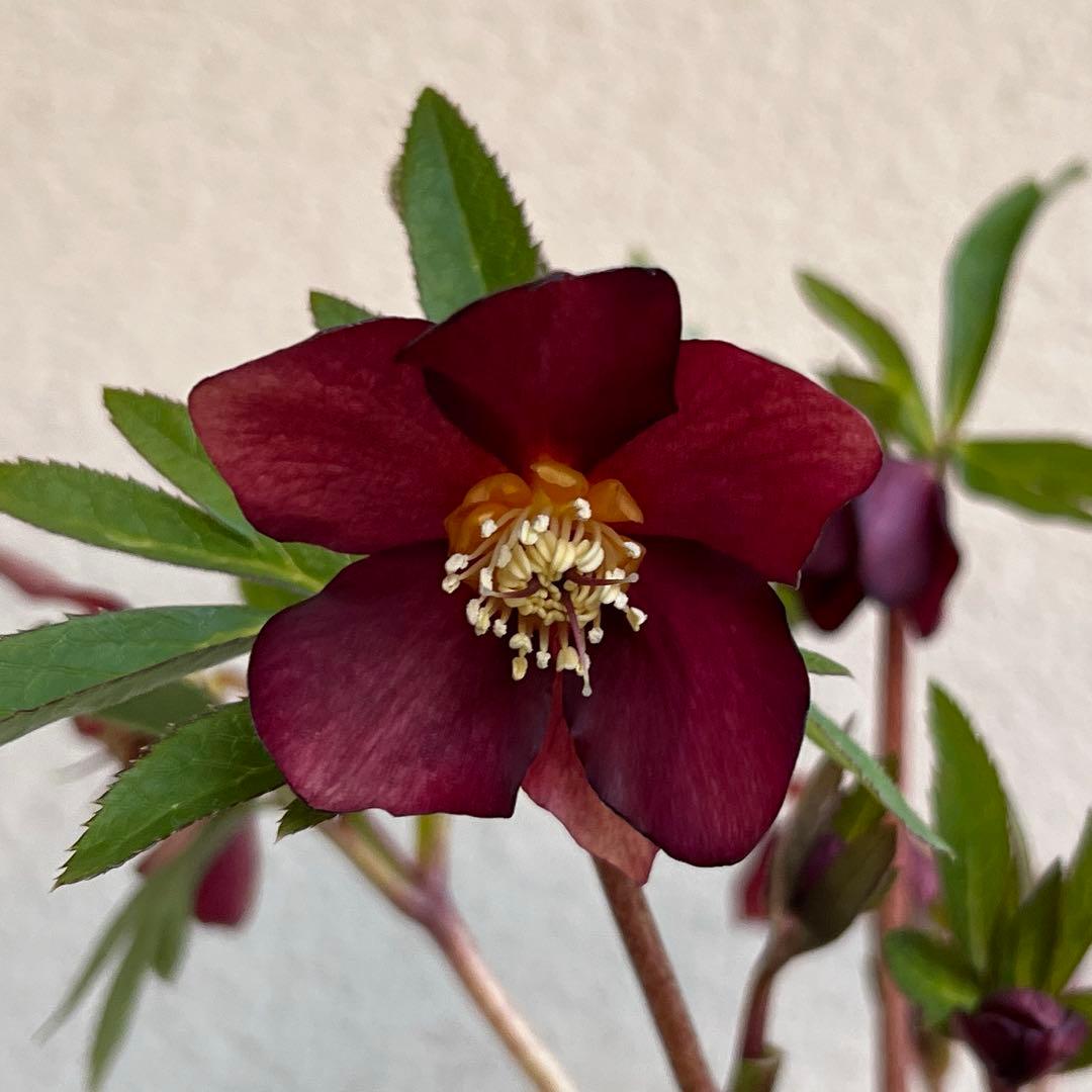 クリスマスローズ　ミスティーク　ss 大木ナーセリー　開花苗　6号鉢