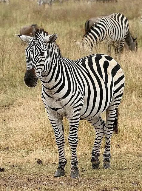 アフリカ便！サバンナシマウマ 頭骨
