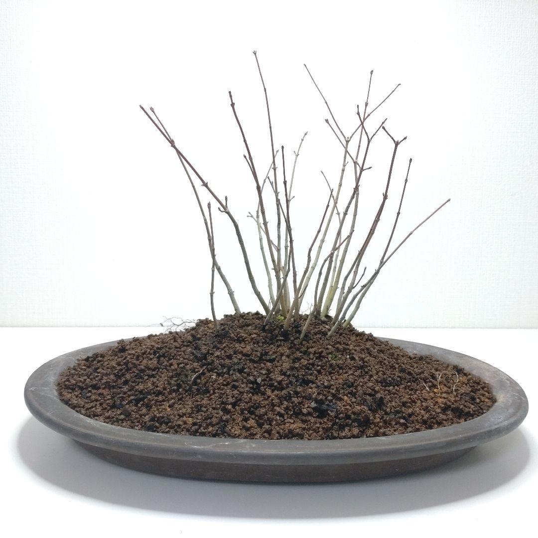 寒樹紅葉（イロハモミジ）盆栽 SG013