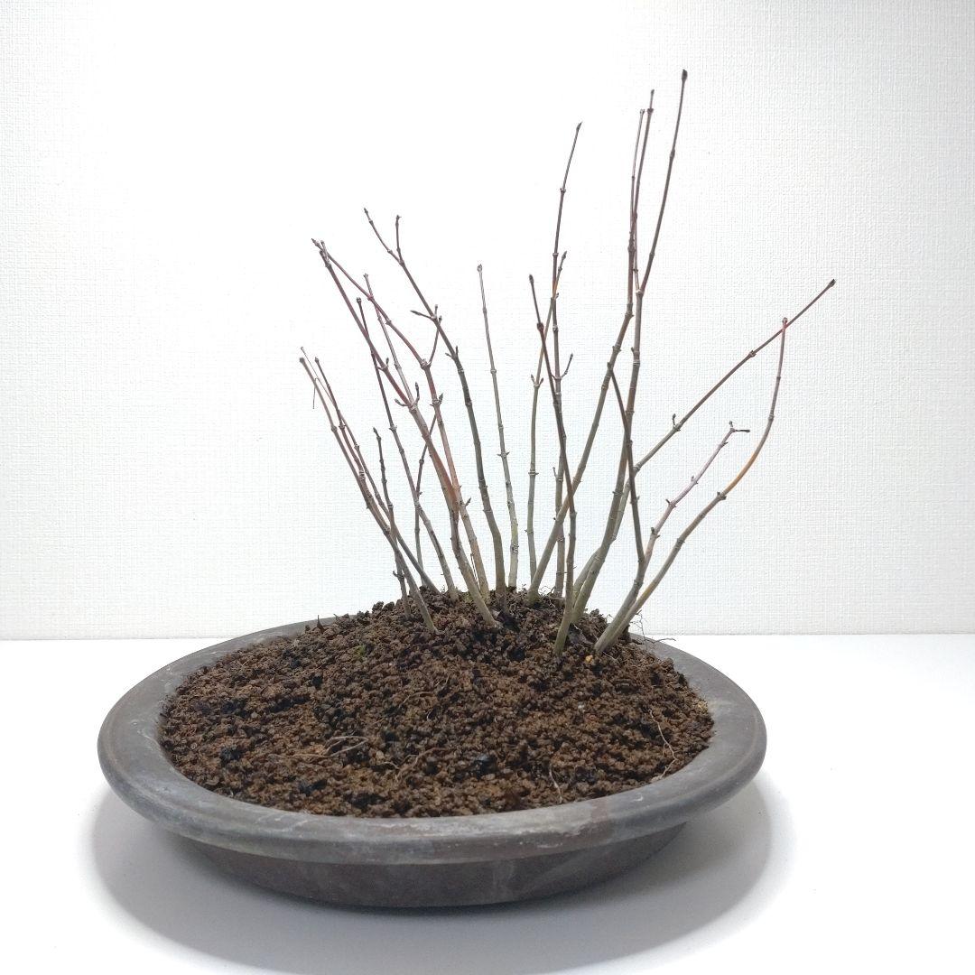 寒樹紅葉（イロハモミジ）盆栽 SG013