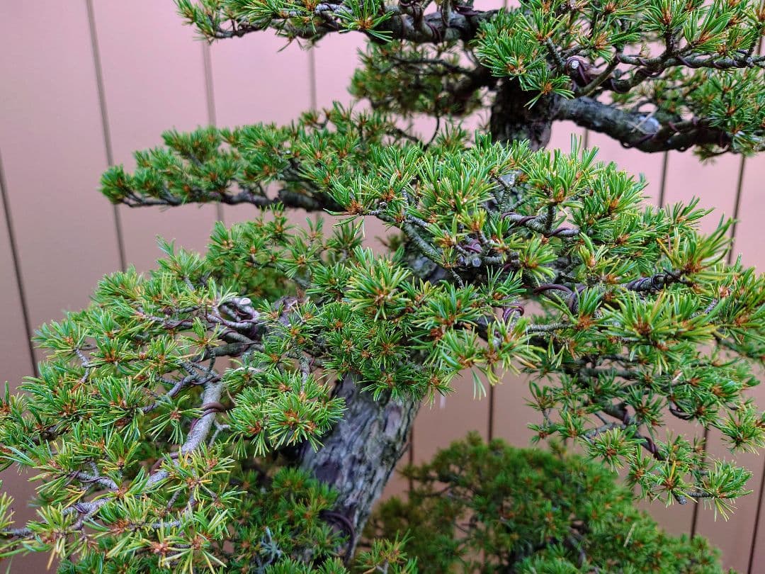 ※引取限定※　盆栽　瑞祥　五葉松　樹高105cm
