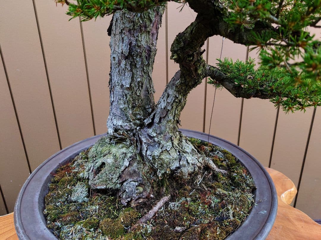 ※引取限定※　盆栽　瑞祥　五葉松　樹高105cm